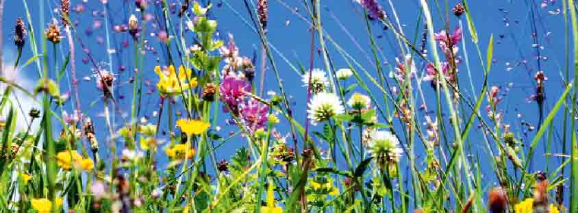 wild-und-natürlich-LandSpiegel-08-2017